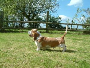 CH BARRENGER GULLIVER TRAVELS