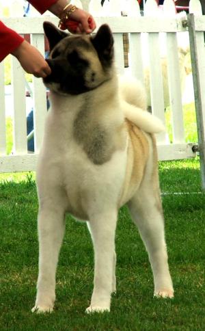 Chloe In Champ Stakes