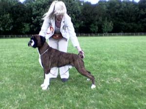 'BEST OF BREED'