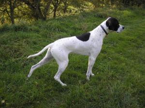 Bonnygate Gunns A Blazing J.W.