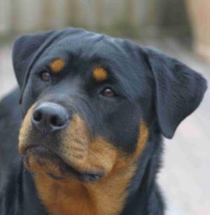 ROSTOCK WILMA FOR DOMINATUS