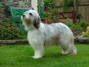 Brimble in puppy coat ready for show