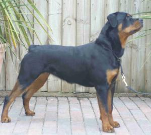 ROSTOCK WILMA FOR DOMINATUS
