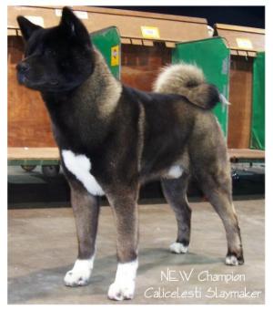 Sumo's first Ch photo