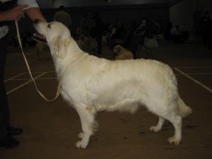 Rosie at Show