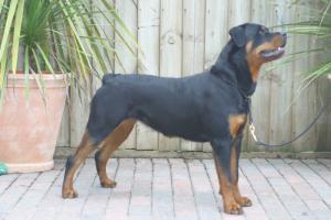 ROSTOCK WILMA FOR DOMINATUS