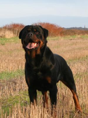 erik