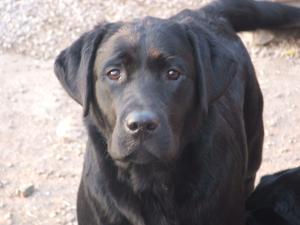 Molls in pensive mood !