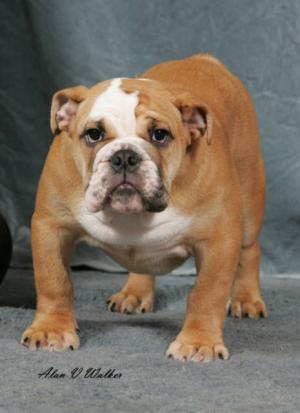 Pudding at 16 weeks old