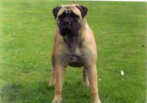 JOYBULL HEAVEN SCENT AT 8MTHS