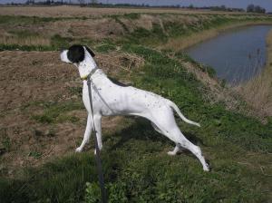 Bonnygate Gunns A Blazing J.W.