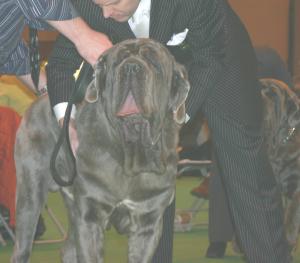 Leo Crufts 2006, 1st Special junior Dog