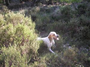 Bonnygate Just Diana