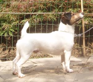 Cumbreck Bobby Dazzler