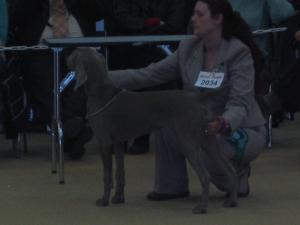 Liberty in the Puppy Group Ring