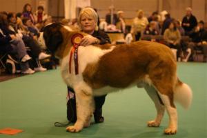 Cody at Crufts