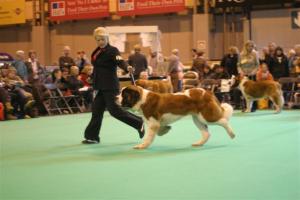 Angel At Crufts