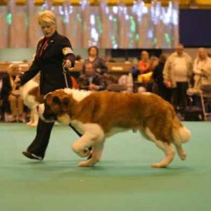 Danny at Crufts