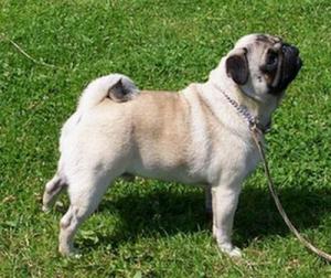 ERNEST PUPPY