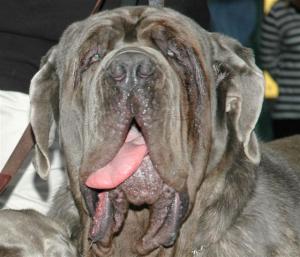 Leo       Reserve Best Dog