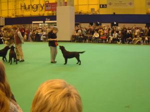 Mable in the line up at Crufts
