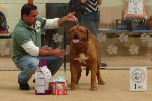 ARNIE-  BEST MALE PUPPY