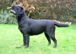 Mable