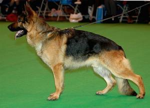 SCHIFO AT CRUFTS