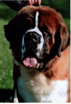 Pippanabbey Dark Diplomat (Axel)