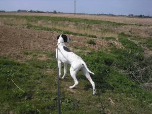 Bonnygate Gunns A Blazing J.W.