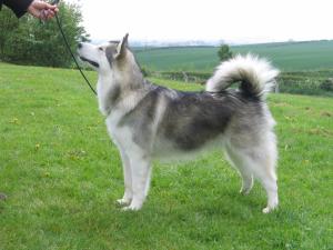 Breeze 2006