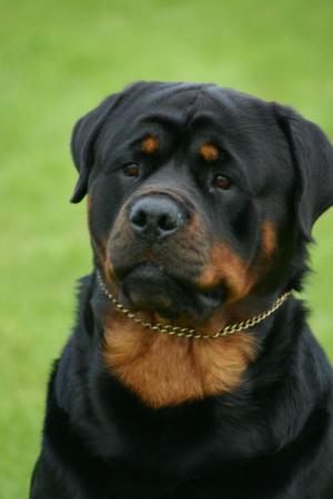 Fredie today at the show aged 22 months