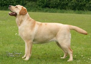 Abbie at NWLRC Open Show winning puppy class