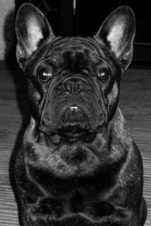 Mr BoJangles 2nd July 2006 AGE 7 Months