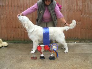 Dylan with trophies won for Best Puppy in Show