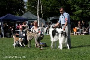 2nd in Group X (Sighthounds)