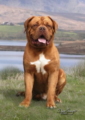 Arnie