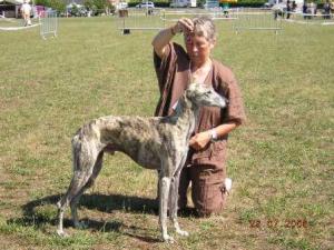 Uazzer at French S.L.A.G. breeds club show