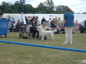 Dylan being handled by breeder Dawn Rose