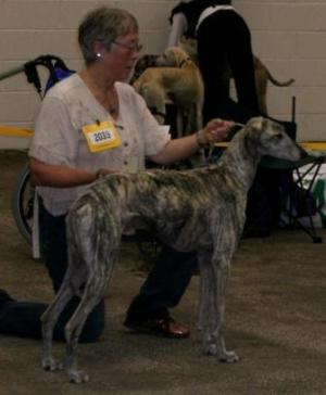 Uazzer at the Houndshow, Stafford