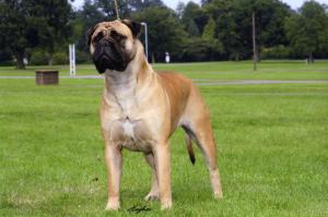 CH JOYBULL HEAVEN SCENT JW