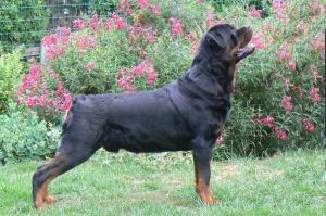 Virton Royal Venture of Olearia (Kane)