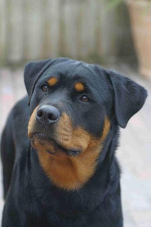 rostock wilma for dominatus - kya
