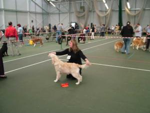 Bailey after winning his puppy class