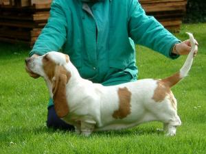 Barrenger Bowl a Maiden Over 'Wilma' at 9 months