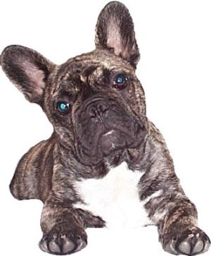 Murdoch to his pals (photo as a puppy)