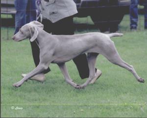 Weimaraner Club of Gt Britain Champ Show 2006