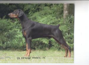 Estridge Kanoute