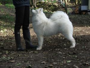 Nina ( Rosskaja Silver Comet)