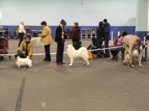 ROSSKAJA SILVER COMET BEST PUPPY IN SHOW